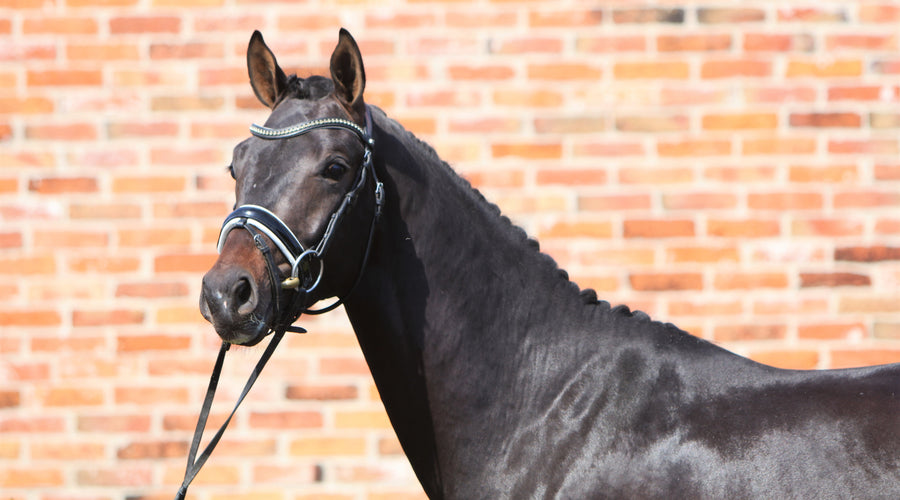 Science Supplements Sponsor Bolesworth Elite Auctions For Second Year Running