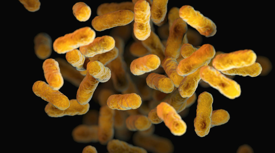 Gut Feelings: The Science Behind Pre and Probiotics