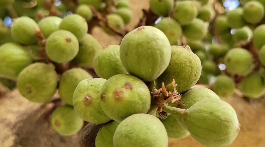 How cluster fig can support equine gastric health