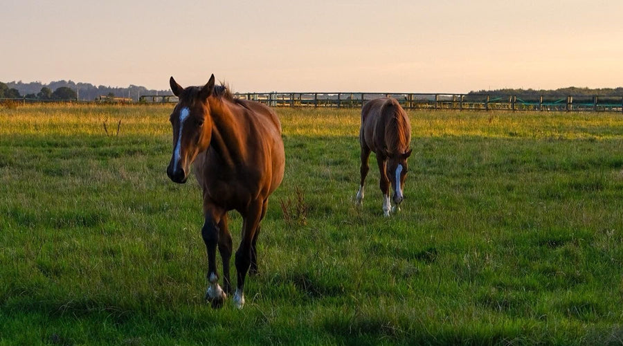 The (o)mega benefits of DHA and EPA