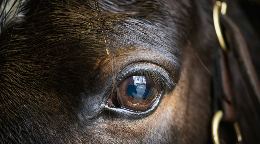 Stable minds: The body's response to stress, and how we can help