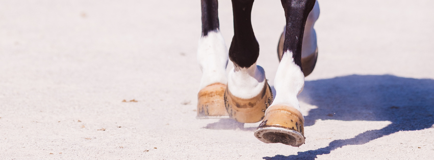 No hoof, no horse – why you should look for hoof supplements that contain D-Biotin