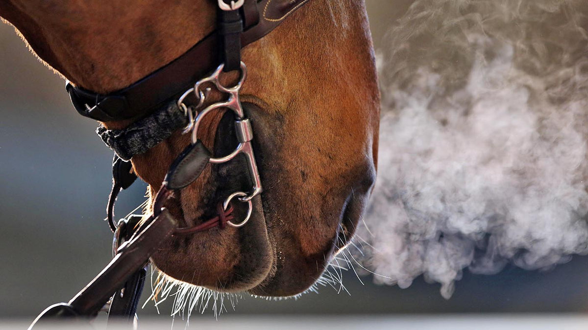Can horses smell fear and happiness? Science Supplements UK