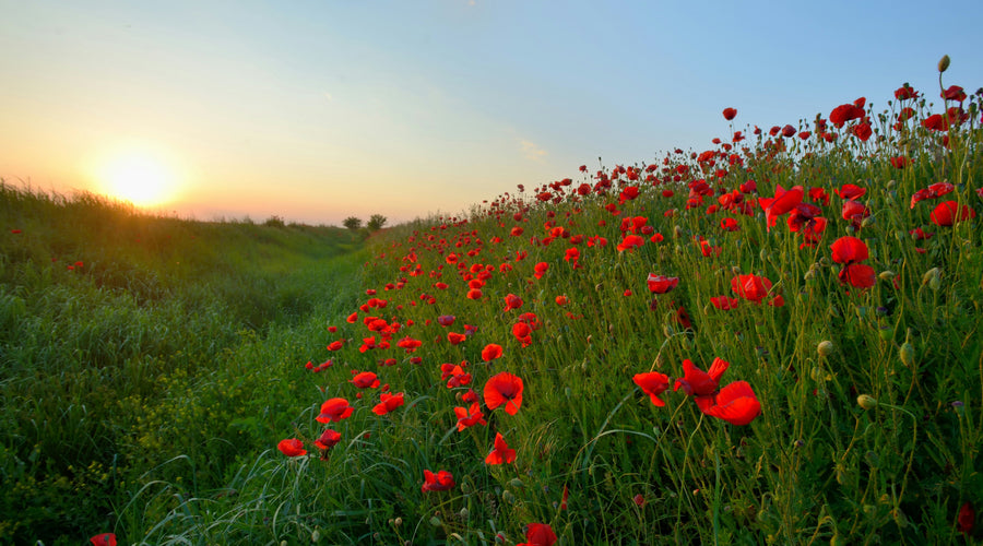 Let's Talk About NOPS