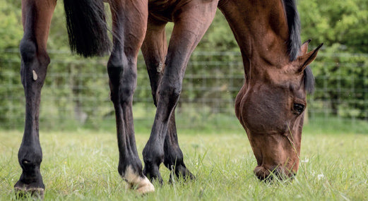 Does withholding forage feed affect the faecal bacterial microbiota in healthy horses?