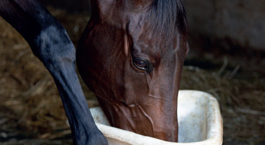 How do changes to a normal feeding routine affect equine behaviour?