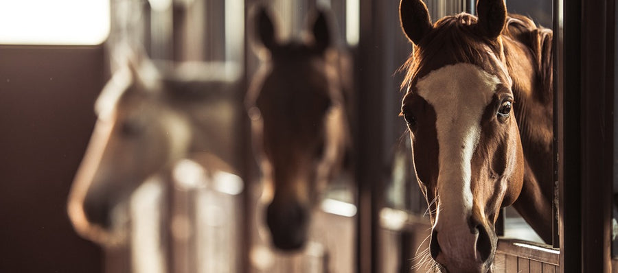 Ascorbyl Monophosphate: A Stable Form of Vitamin C