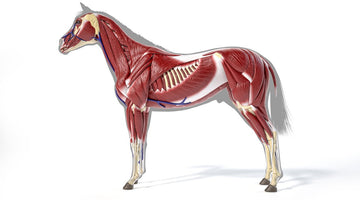 Muscling In: Supporting Your Horse’s Muscle Health
