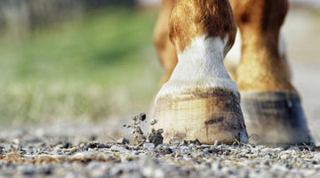 What do I need to know about laminitis?
