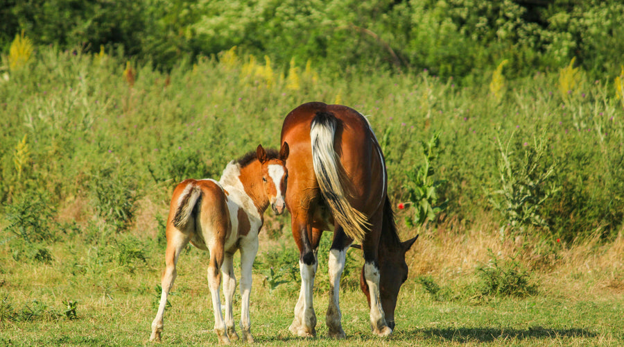 Research finds genetics may impact equine response to vitamin E supplementation