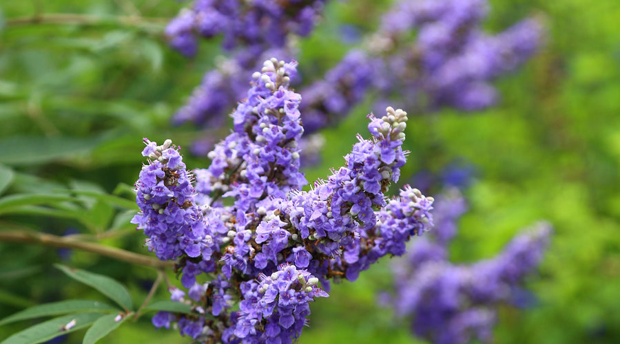 Feeling hormonal? Discover the ingredient that makes all the difference…