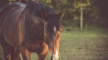 Insulin Sensitivity: Why it is important for our horses