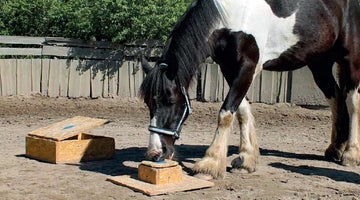 Do horses benefit from human demonstration on how to open a box to find food?