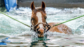 Does Conditioning Equine Athletes on Water Treadmills Improve Fitness?