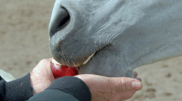How do horses and humans differ in their preference for treats?