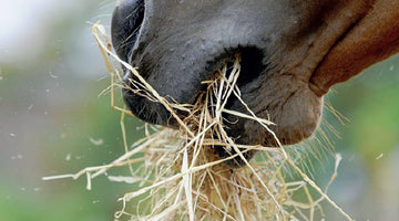 Can the type of hay fed influence equine dental health?