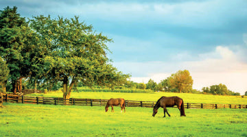 How does turnout space affect horses’ stress responses and behavioural interactions?