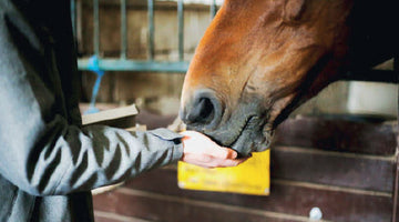 How does the packaging of horse treats affect their palatability and shelf-life?