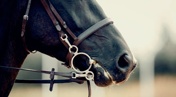 Does riding in a bitless bridle limit or prevent Dynamic Laryngeal Collapse?