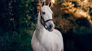 How do ‘pressure headcollars’ affect equine behaviour?