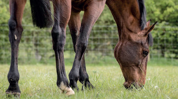 Does withholding forage feed affect the faecal bacterial microbiota in healthy horses?