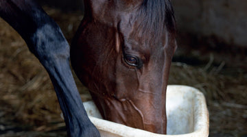 How do changes to a normal feeding routine affect equine behaviour?