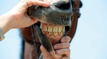 How to tell if your horse is in pain from dental disorders