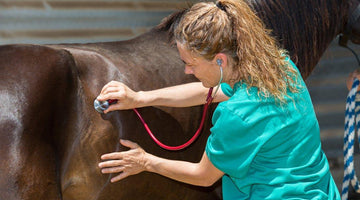 Supporting Gastric Health In Our Horses
