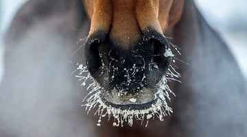 Would you like ice with that? Whole-body cryotherapy for horses!