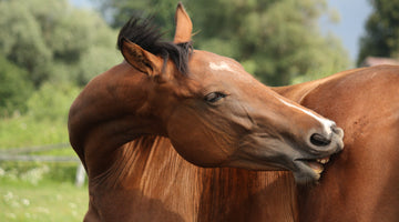 Sweet Itch In Horses: Management & Prevention