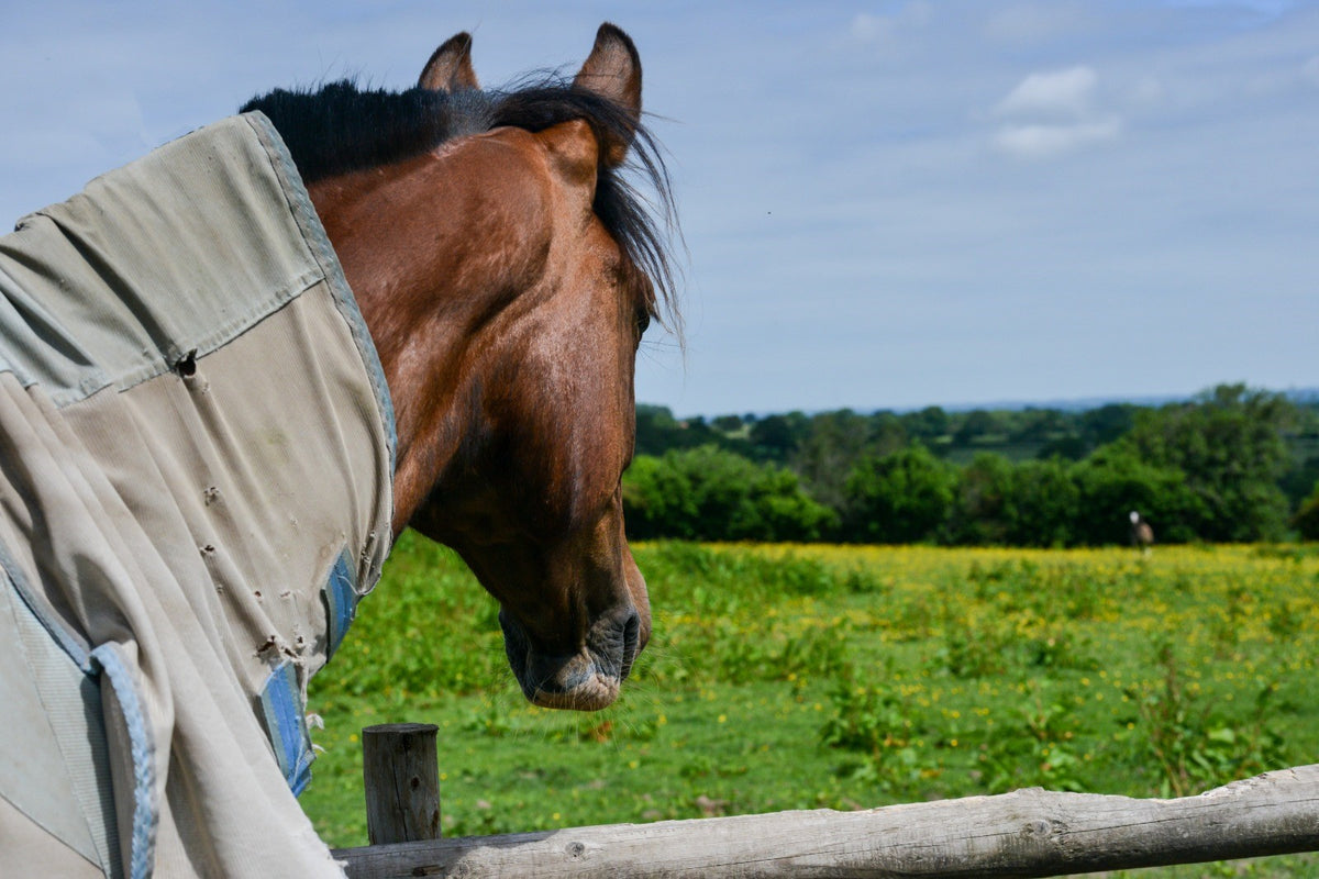 Blowing Hot & Cold: Equine Thermoregulation – Science Supplements UK