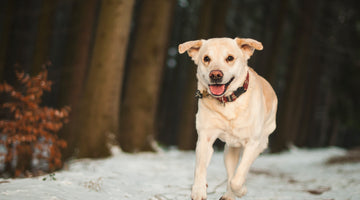 Winter Workouts: Keeping Our Dogs Active In Winter
