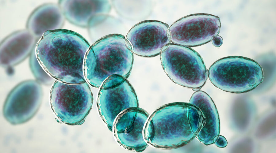 Small organism, big impact – how Saccharomyces cerevisiae can benefit overall health